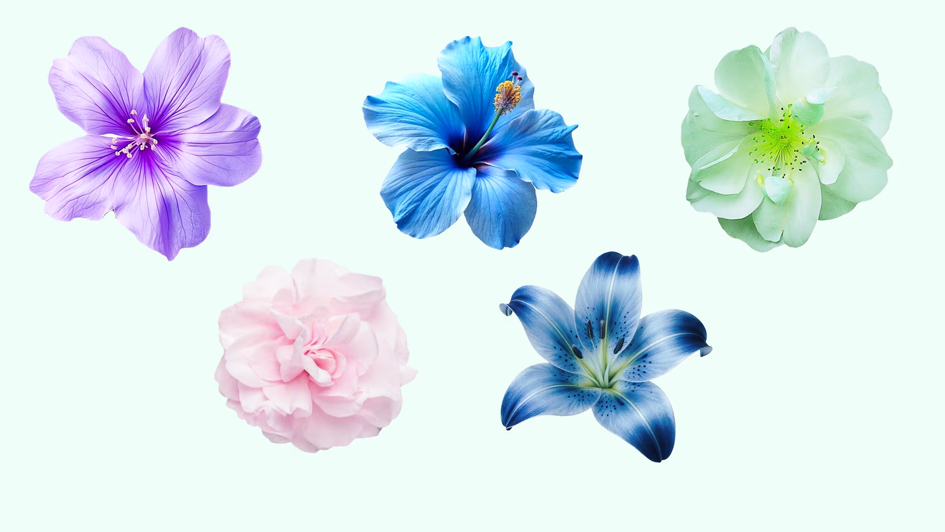 Big Flower Pack