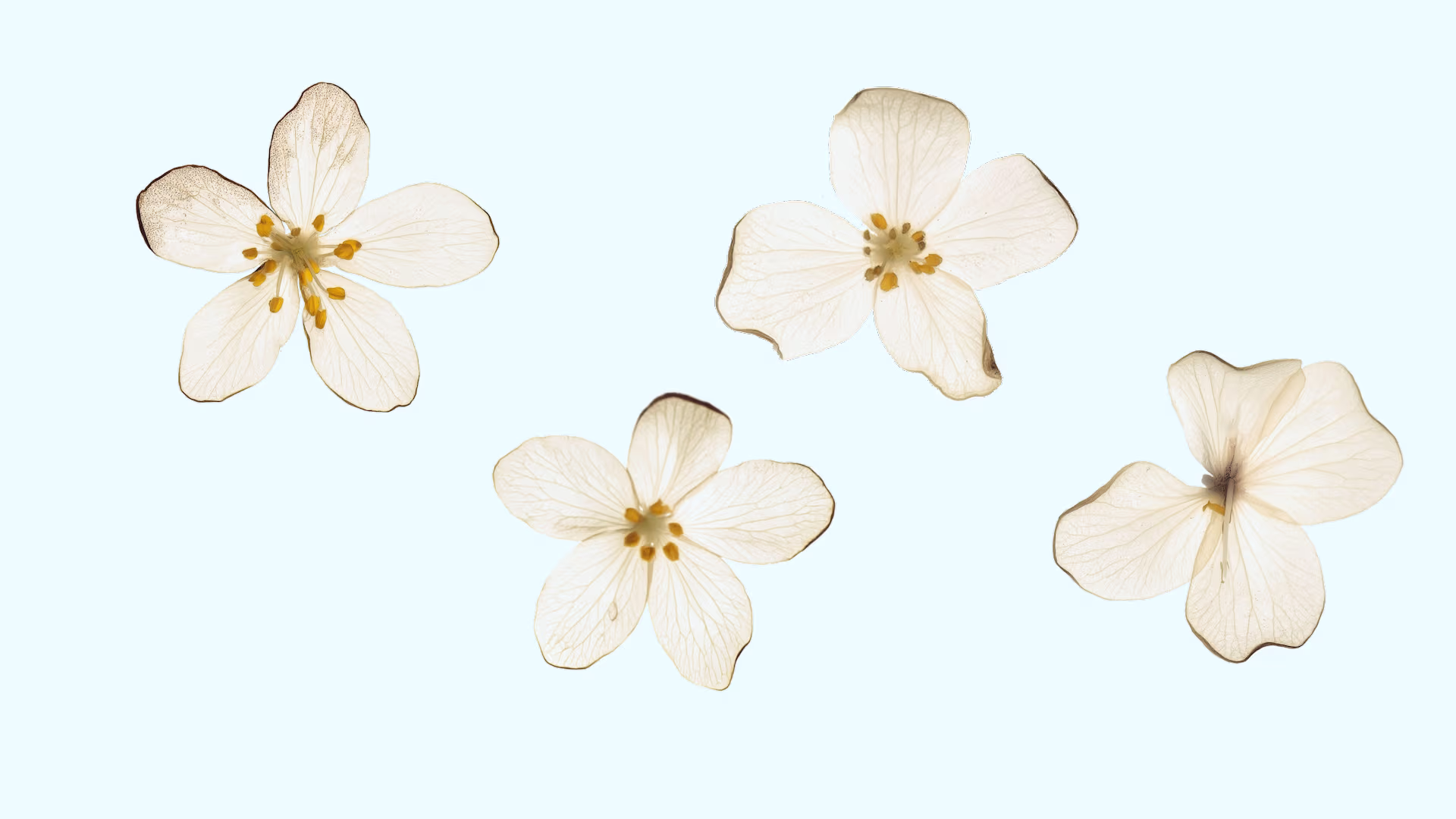 Semi-Transparent Flower Packs